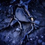 Tree Roots, Big Sky Montana.  120mm Fuji Provia, Mamiya 645